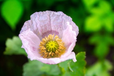 Bahçede yakın plan pembe haşhaş çiçeği