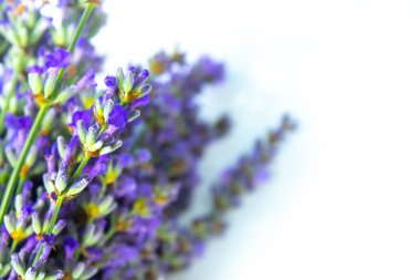 Beyaz arka planda izole edilmiş güzel lavanta buketi, üst manzara