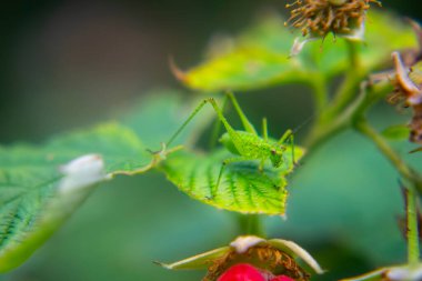 Küçük yeşil çekirge yeşil yapraklı kırmızı bir ahududu üzerine oturur.