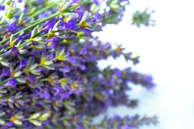 Beyaz arka planda izole edilmiş güzel lavanta buketi, üst manzara