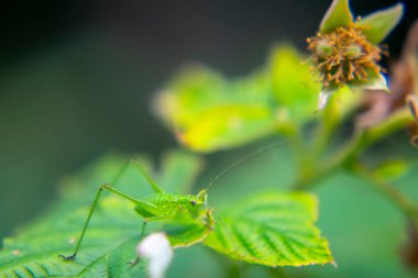 Küçük yeşil çekirge yeşil yapraklı kırmızı bir ahududu üzerine oturur.