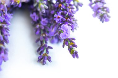 Beyaz arka planda izole edilmiş güzel lavanta buketi, üst manzara