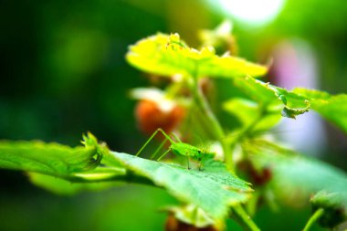 Küçük yeşil çekirge yeşil yapraklı kırmızı bir ahududu üzerine oturur.