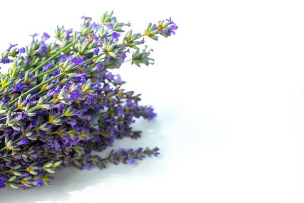 Vacker Lavendel Bukett Isolerad Vit Bakgrund Ovanifrån — Stockfoto