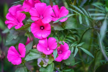 Bahçede kapalı pembe çiçekler, yaz