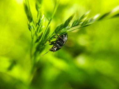 Asker Böcek (Cantharis Rustica) Yaprağa Tırmanıyor. Asker böcek (Cantharis livida) - kızıl saçlı küçük siyah böcek