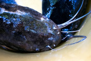 Büyük kasede yayın balığı var.