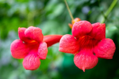Bahçede yakın plan kırmızı çiçekler