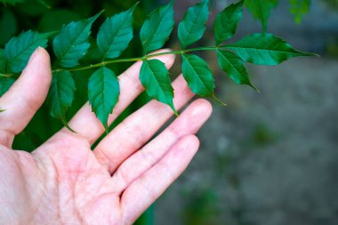 Güzel yeşil bir yaprağı tutan el. Doğa