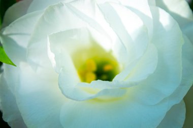 beyaz östoma çiçeği, yakın plan