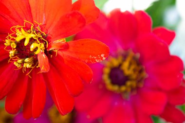 Bahçede açan kırmızı zinya çiçeklerine yakın çekim.