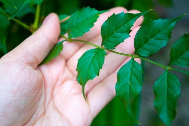 Güzel yeşil bir yaprağı tutan el. Doğa