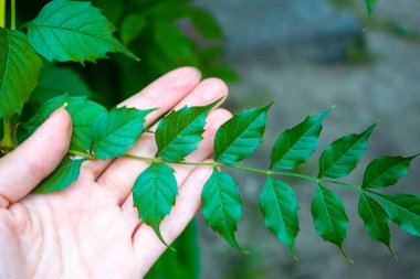 Güzel yeşil bir yaprağı tutan el. Doğa