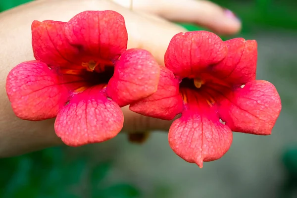 Mano Sosteniendo Unas Hermosas Flores Rojas Flores Delicadas Tomadas Con —  Fotos de Stock