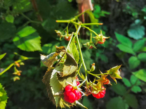 Merah Raspberry Dan Daun Hijau Taman Closeup — Stok Foto