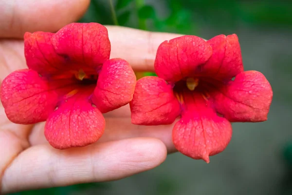 Mano Sosteniendo Unas Hermosas Flores Rojas Flores Delicadas Tomadas Con —  Fotos de Stock
