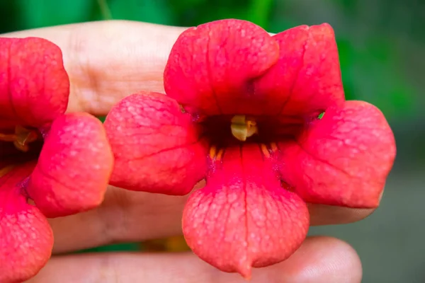 Hand Met Een Mooie Rode Bloemen Delicate Bloemen Genomen Met — Stockfoto
