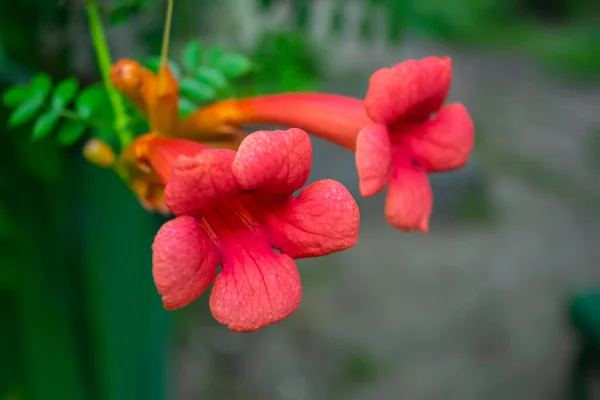 Primer Plano Flores Rojas Jardín — Foto de Stock