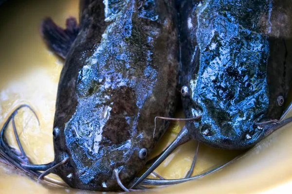 Closeup Catfishes Big Bowl — Stock Photo, Image