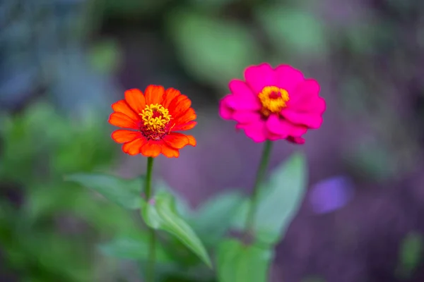 Closeup Flores Vermelhas Zinnia Florescendo Jardim — Fotografia de Stock