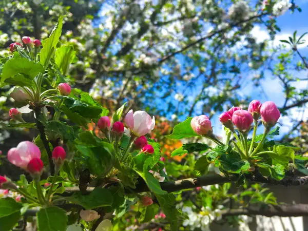 Fleurs Roses Pommier Fleurs Dans Jardin Printemps — Photo