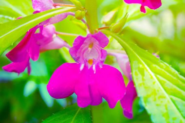 Bahçedeki pembe çiçekleri kapatın.