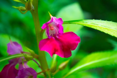 Bahçedeki pembe çiçekleri kapatın.