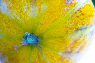 Beyaz arka planda izole edilmiş sarı kavun.