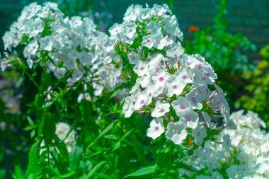 Bahçede beyaz Phlox çiçeği