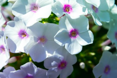 Bahçede beyaz Phlox çiçeği