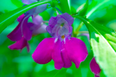 Bahçedeki pembe çiçekleri kapatın.