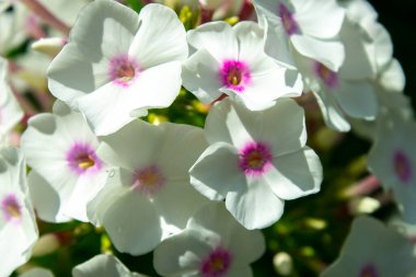 Bahçede beyaz Phlox çiçeği