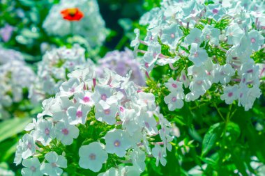 Bahçede beyaz Phlox çiçeği