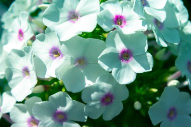 Bahçede beyaz Phlox çiçeği