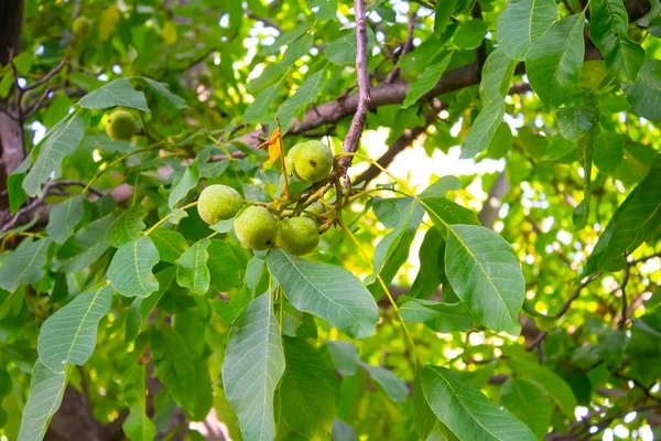 核桃仁在绿色的壳中生长 花园的树上有绿色的未成熟核桃 坚果挂在树上 — 图库照片