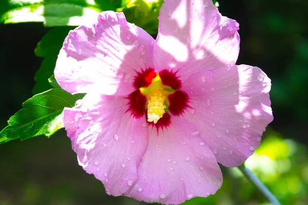 Közelkép Hibiszkusz Rózsaszín Virág Ágon — Stock Fotó