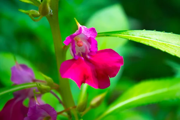 Primer Plano Flores Color Rosa Jardín — Foto de Stock