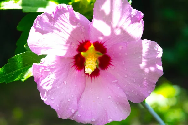 Κοντά Στον Ιβίσκο Ροζ Λουλούδι Στο Κλαδί — Φωτογραφία Αρχείου