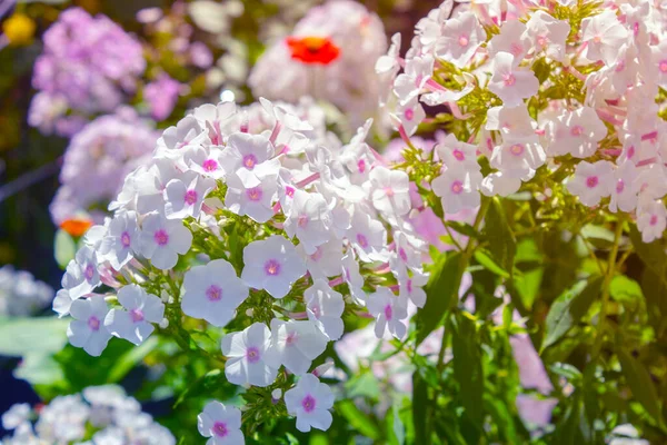 White Phlox Flower Garden — Stock Photo, Image
