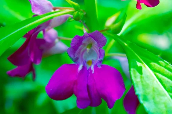 Bahçedeki pembe çiçekleri kapatın.