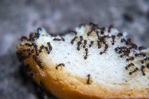 Närbild Myror Äter Nybakat Bröd — Stockfoto