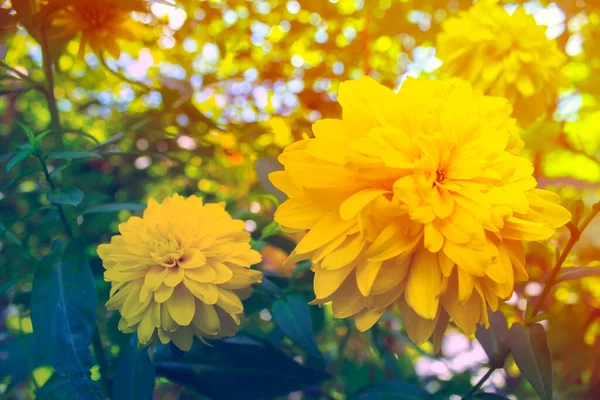 Closeup Rudbeckia Yellow Flowers Garden — Stock Photo, Image