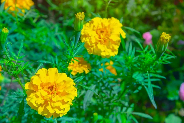 Closeup Marigold Flower Blurred Noisy Greenery Background Garden — Stock Photo, Image