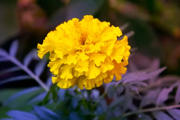 Closeup Marigold Flower Blurred Noisy Greenery Background Garden — Stock Photo, Image