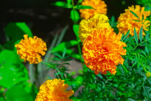 Closeup Marigold Flower Blurred Noisy Greenery Background Garden — Stock Photo, Image