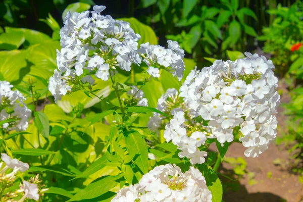 Белый Цветок Флокс Саду — стоковое фото