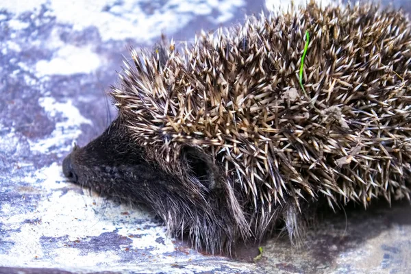 Small Hedgehog Nature Closeup — Stock Photo, Image