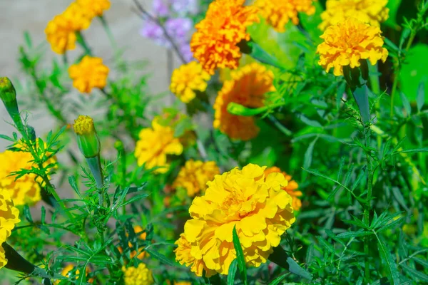 Flor Caléndula Primer Plano Sobre Fondo Verde Borroso Ruidoso Jardín —  Fotos de Stock