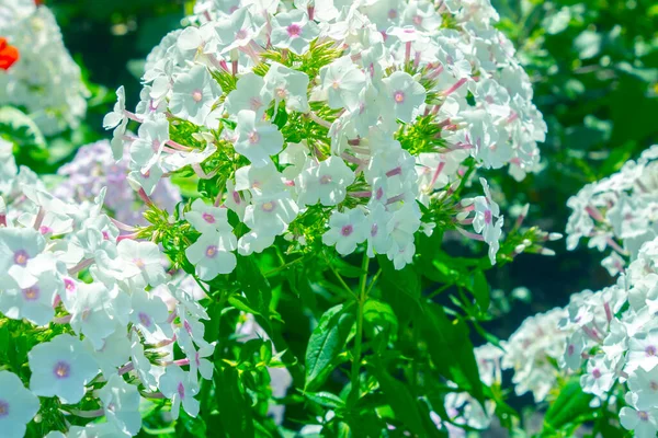 Flor Phlox Blanco Jardín —  Fotos de Stock