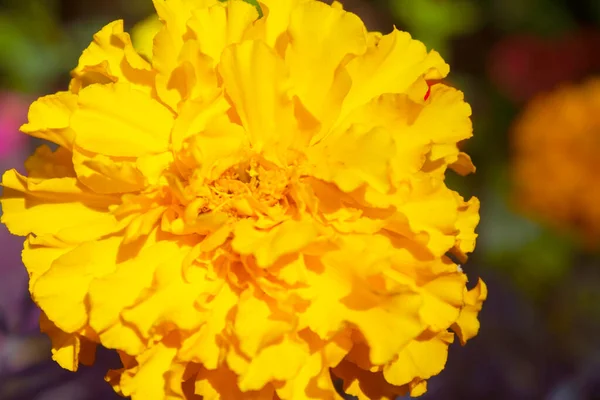 Closeup Marigold Flower Blurred Noisy Greenery Background Garden — Stock Photo, Image